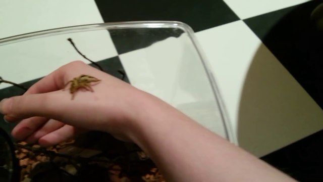 Il a dressé sa petite araignée et en a fait un vrai petit animal de compagnie