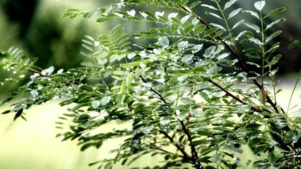 莫扎特钢琴三重奏降B大调 Mozart Piano Trio 2 in B Flat Major Second Movement