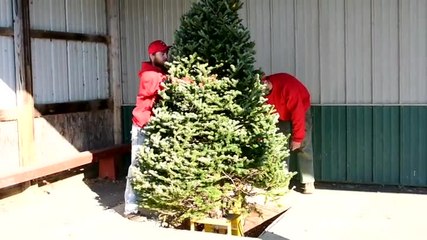 How to properly cut down your Christmas tree