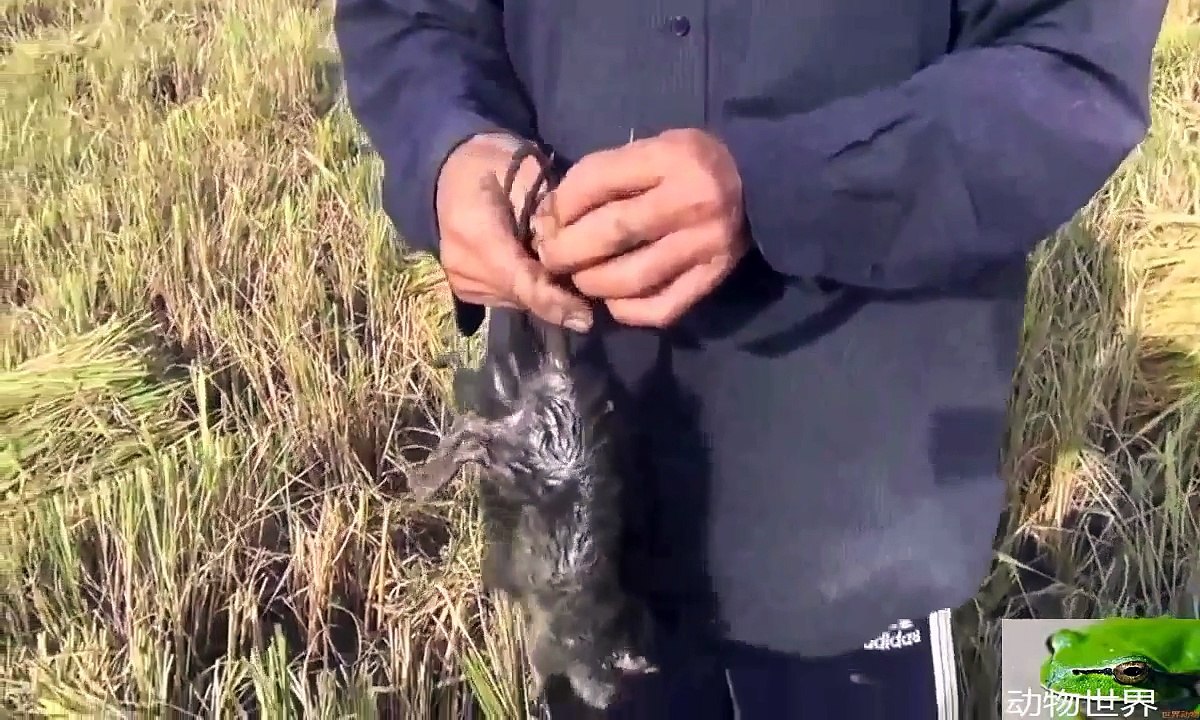 动物世界 昨日去减稻谷 抓到很多这些可恶的老鼠 破坏我家稻谷的老鼠