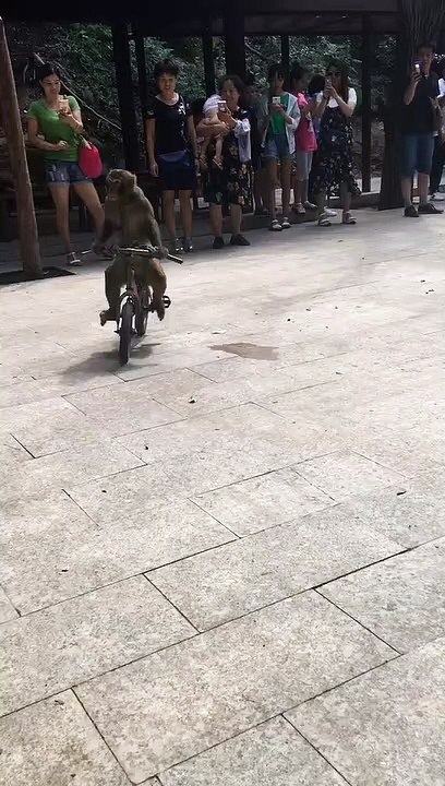 Monkey stunt