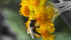 Honey is Contaminated and It's Killing Bees