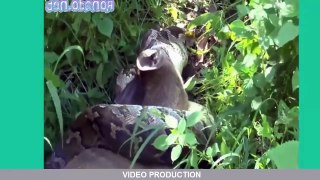 야생 동물 싸움 거대한 아나콘다는 공격 암소를 HD