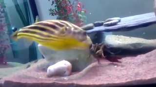 Puffer Fish Gets Pinched By Shrimp Then Goes NUTS