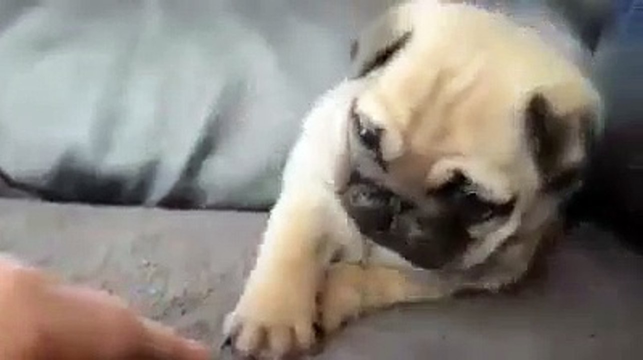 Pug tinh nghịch