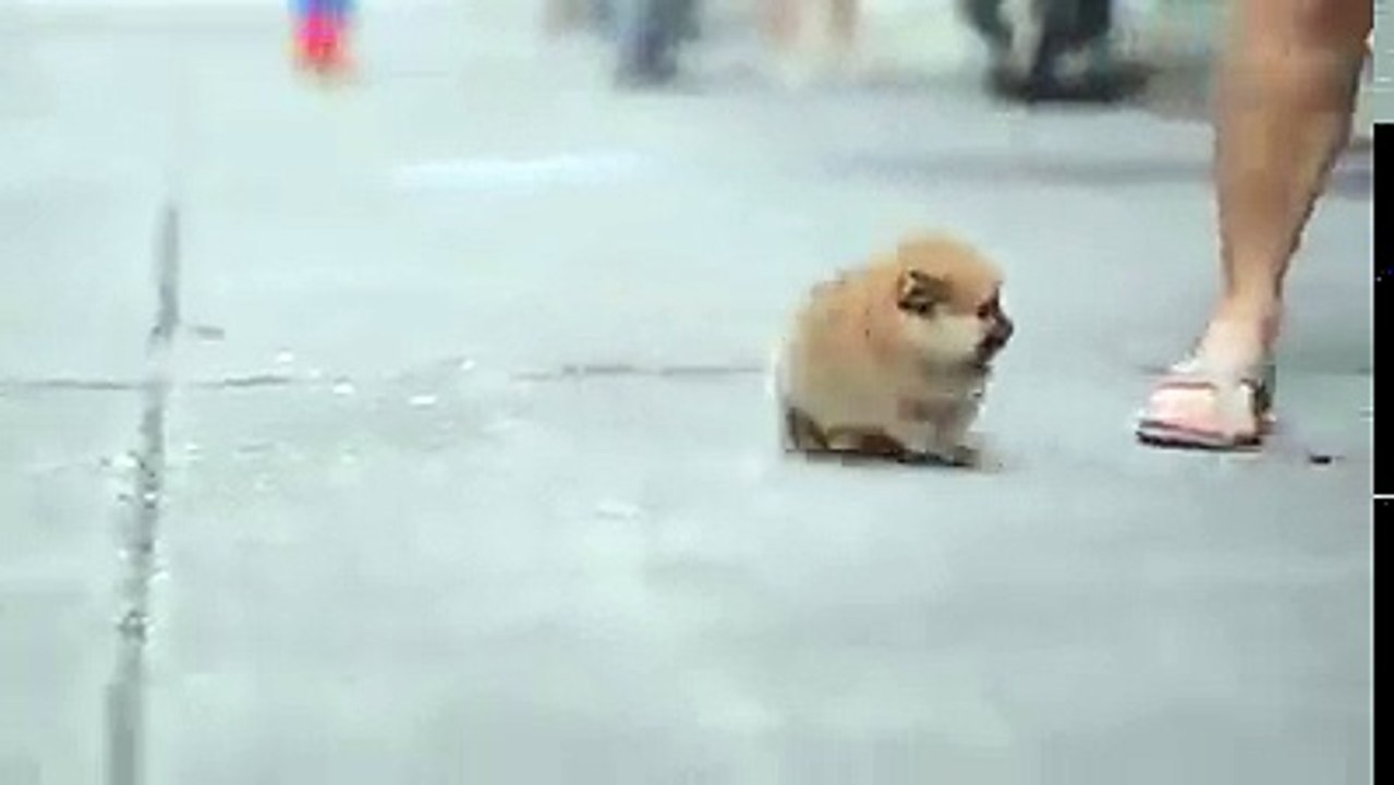 Pet cực đáng yêu