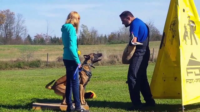 GUARD DOGS FOR SALE - SHIELD K9