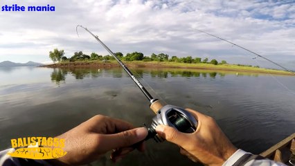 spot ikan gabus terbaik sepanjang masa, terbaik DI DUNIA