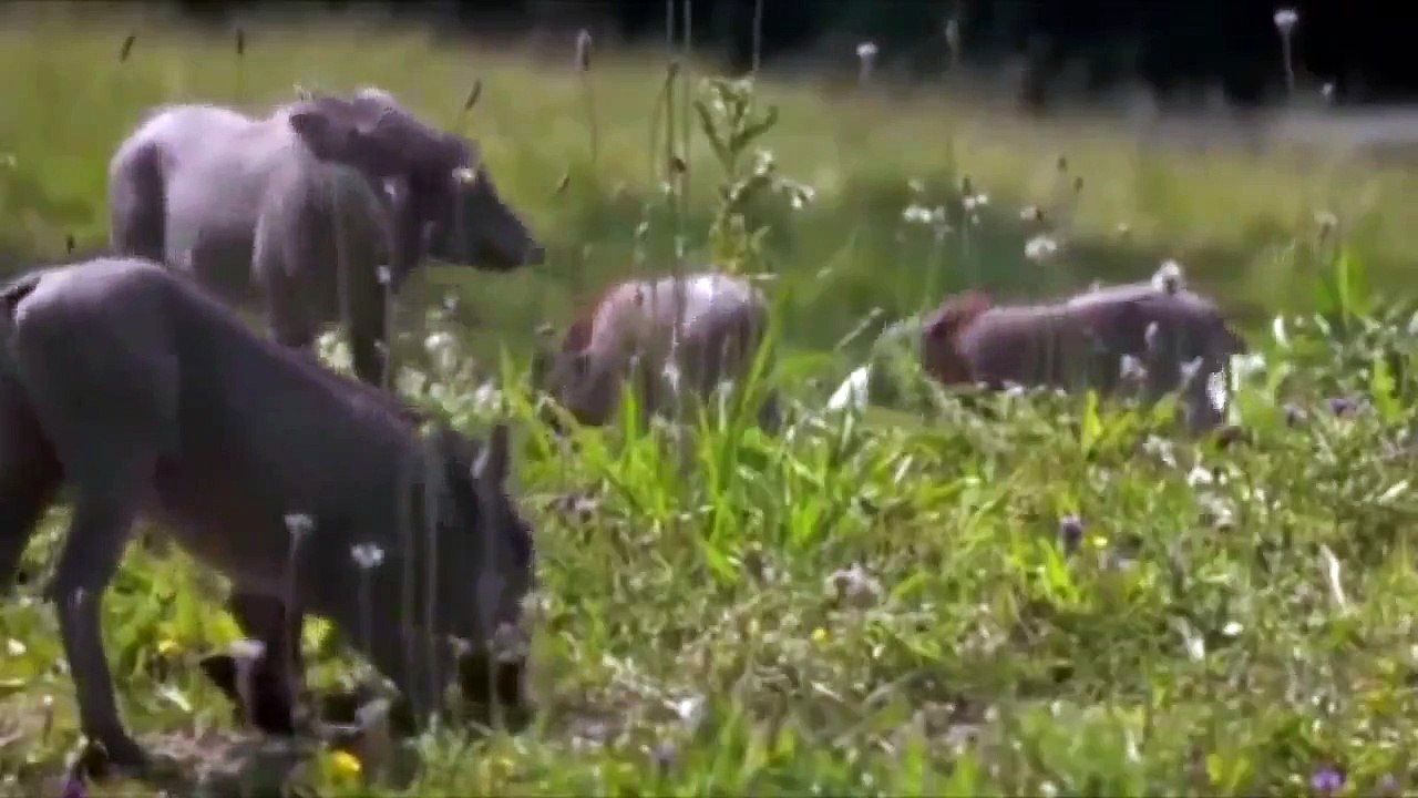 Amazing Baby Warthog Run Away From Leopard Attack