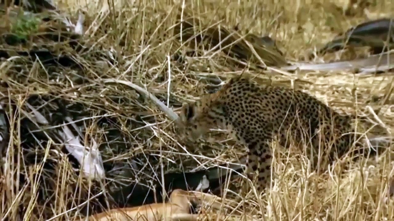 Baboons help the deer escape from the claws of the cheetah