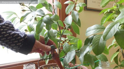 How To Keep Houseplants From Dying