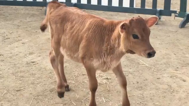 Cow videos for children,more cows for kids baby cow playing so funny