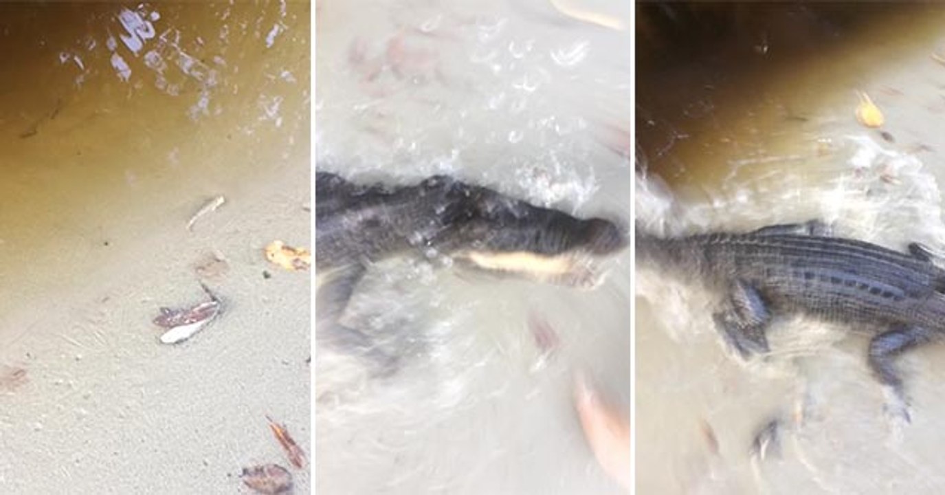 German Tourist Filming Fish Get Too Close To River's Edge