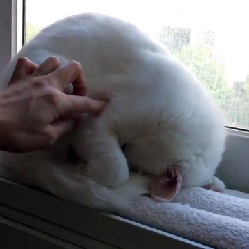 Regardez la position de ce chat qui dort... Tellement épuisé!