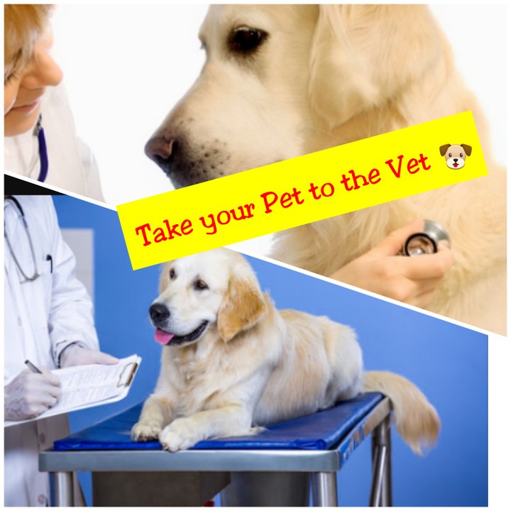 Get your Pet to the Vet # 1