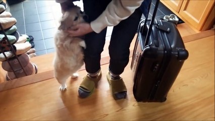 すぐキレるポメラニアン㉒　大好きな彼より肉肉肉くれ!-YojFeh6Fw-Y