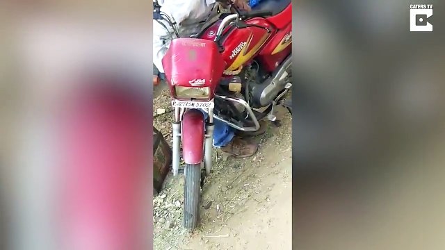 Amusing video shows small slithering snake evade capture for twenty minutes as it wriggles away from a professional catcher – after being discovered