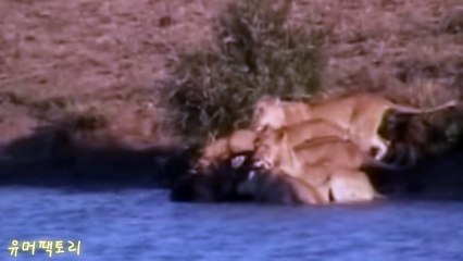 사자무리 아기물소 사냥잘못했다가 다죽음!!? 사자운명은..?ㄷㄷ
