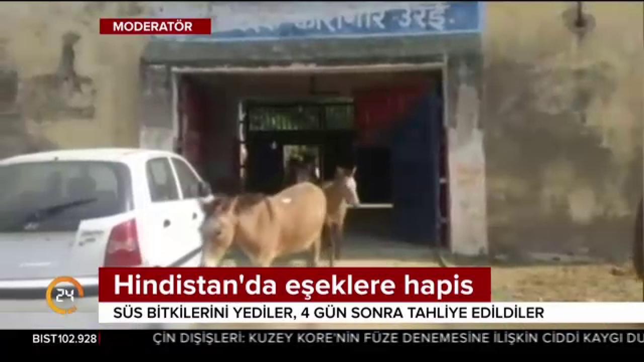 Hindistan'da eşeklere hapis
