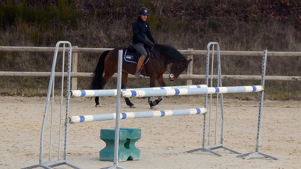 poney D hongre par quality bois margot cso