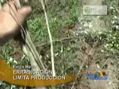 ERRADICACIÓN LIMITA PRODUCCIÓN - TINGO MARÍA