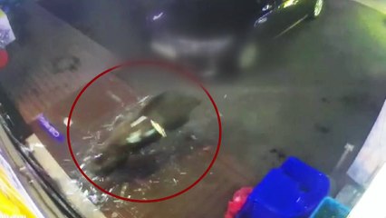 새벽에 멧돼지 주점 난동, 손님 1명 다쳐 / YTN