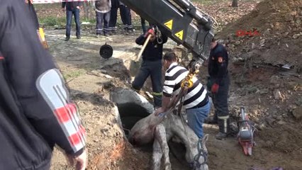 Kocaeli Kanalizasyona Düşen Atı İtfaiye Kurtardı
