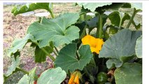 Health benefits of  pumpkin flower