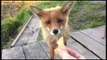 Friendly Fox Enjoys Tasty Treat