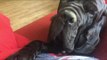 Hopelily the Puppy Plays With Large Neapolitan Mastiff
