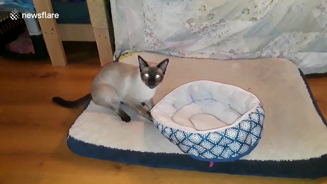 Cat drags bed around house looking for a quiet place to sleep video