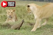 Animal news- Three lions attacked by MONGOOSE – result is amazing
