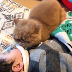 Kucing Lucu Sangat Menggemaskan Terbaru 2017 | #004