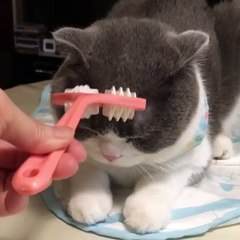 Kucing Lucu Sangat Menggemaskan Terbaru 2017 | #008