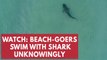 Terrifying moment beach-goers swim with shark unknowingly