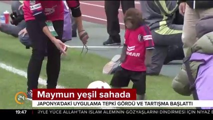 Maymun yeşil sahada