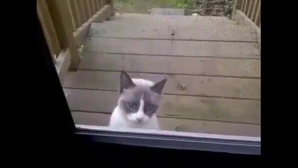 Eve alınmayan Kedi sahibine isyan ediyor