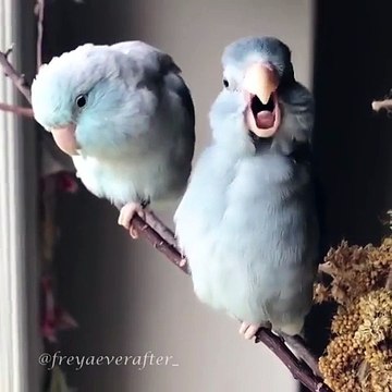 Amoureux ces 2 oiseaux se roulent une pelle de becs !