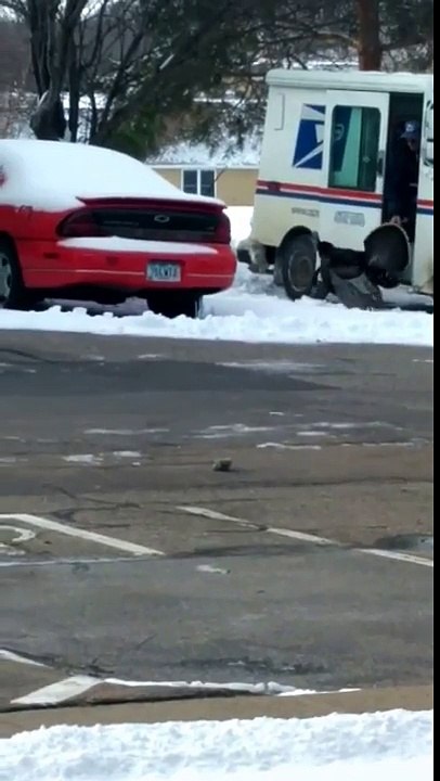 Le facteur bloqué dans son camion par une dinde de Thanksgiving qui court dans le jardin !