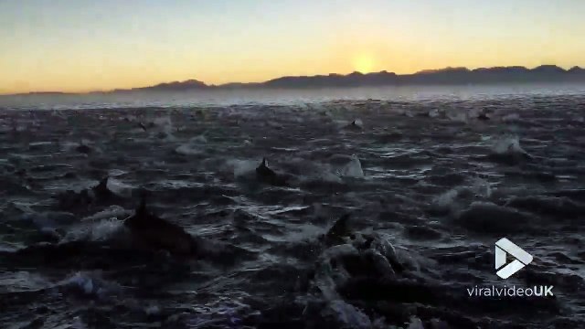 2000 dauphins nagent en même temps en plein océan !