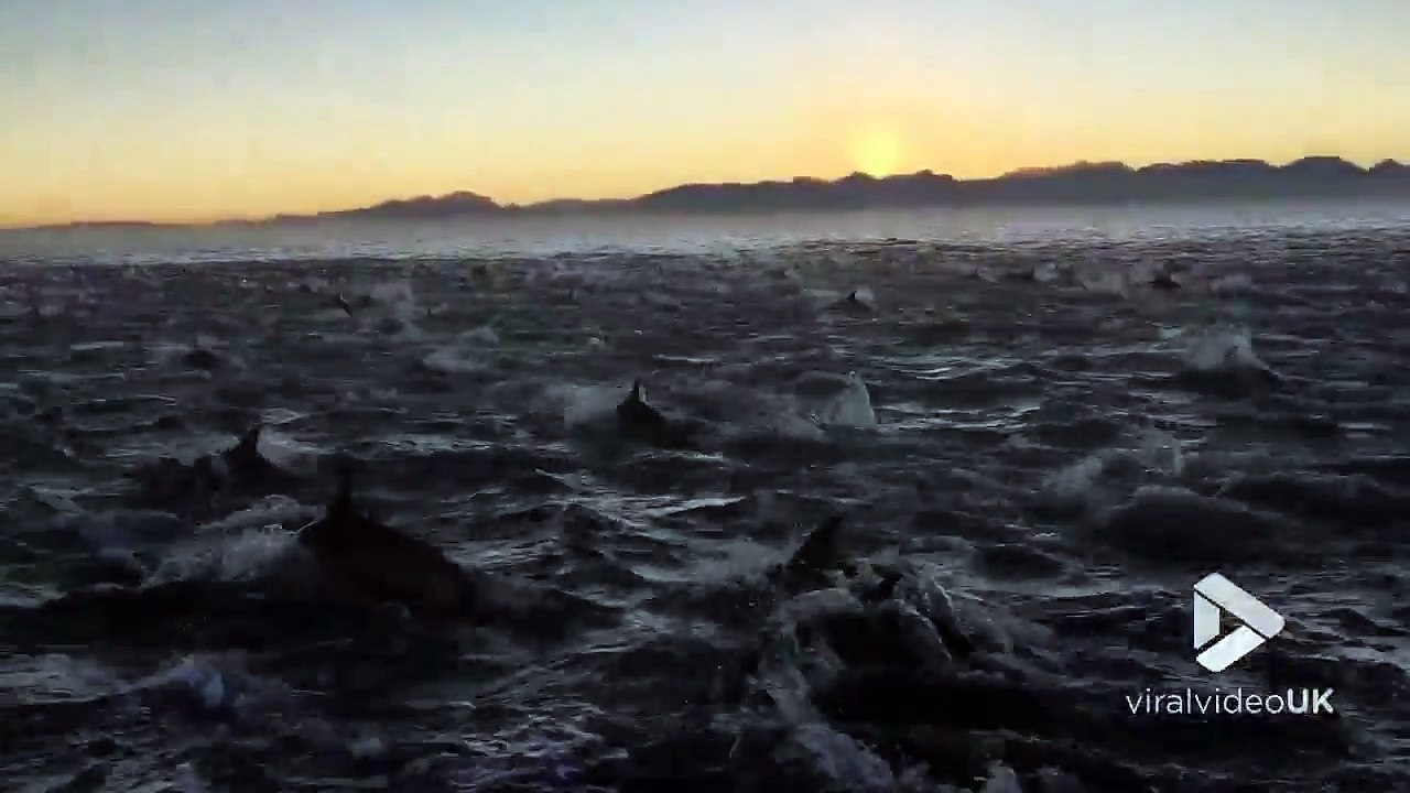 2000 dauphins nagent en même temps en plein océan !