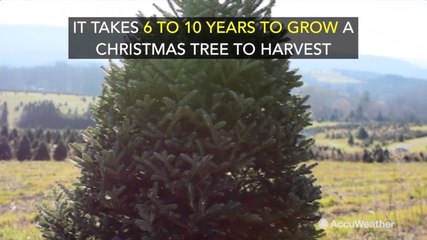 The life cycle of Christmas trees