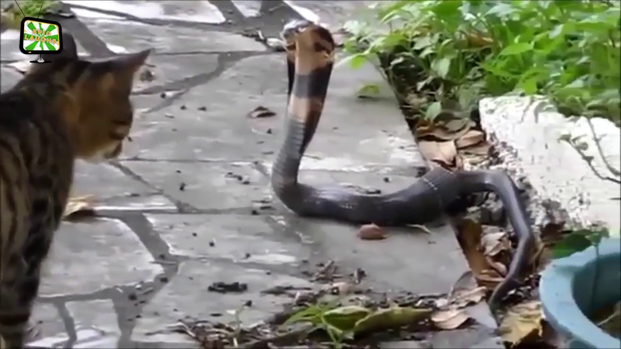 The most stupid cats cheer up