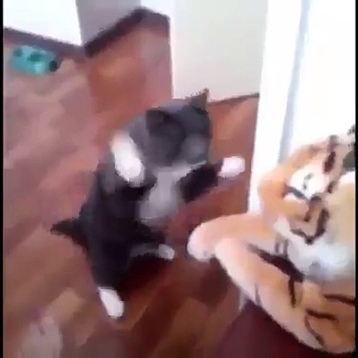 kaplana dersini veren kedi