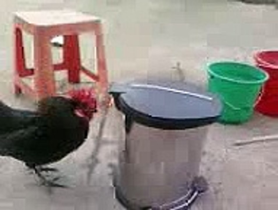 my boxing cock