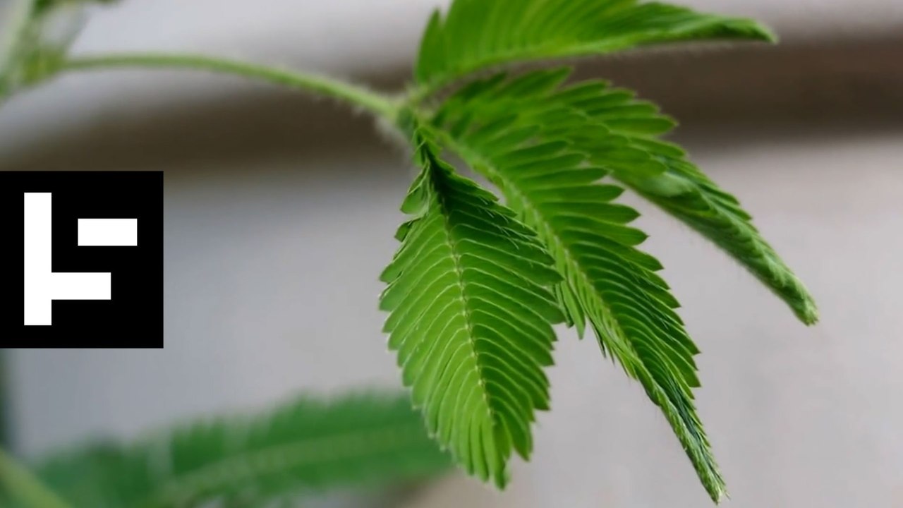 Do Plants Have Memory?