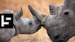 Here’s Why Poachers are Murdering Thousands of Rhinos Every Year