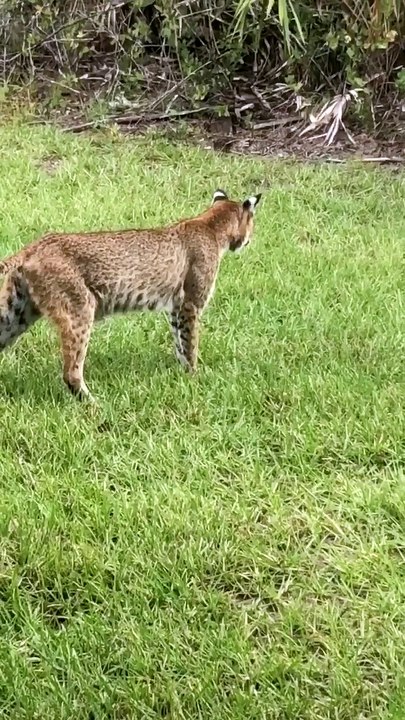 Mama Bobcat and Babies