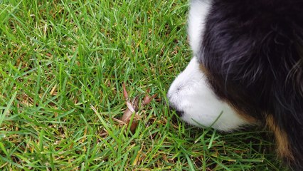 Dog Gets More Than Wanted of Craw-Fish