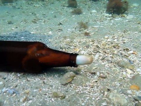 Ce poulpe a trouvé la maison parfaite : une bouteille de bière douillette